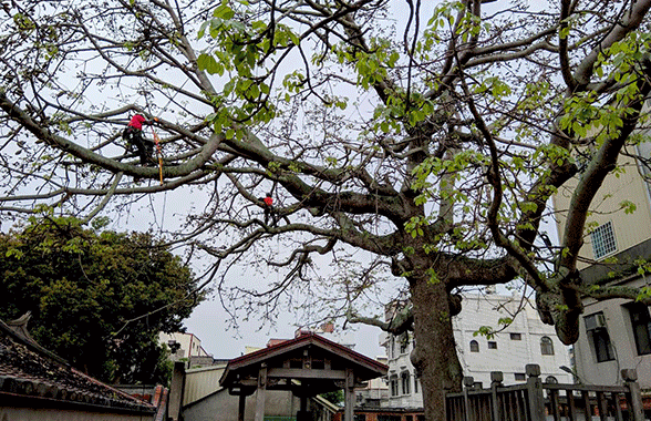 森林系啟用攀樹師管理金門老樹