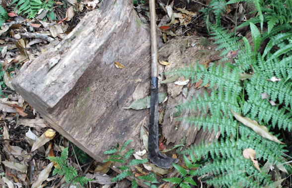 生物技術建構盜採牛樟木材剋星