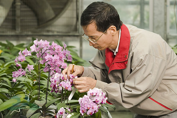 陳福旗 教授的蘭花