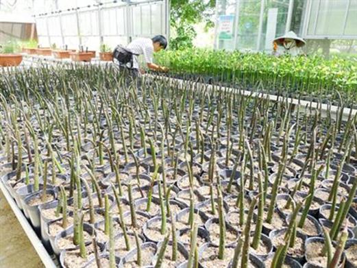 紅樹林育苗林務所栽給你看